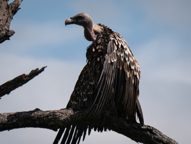 Vautour de Tanzanie