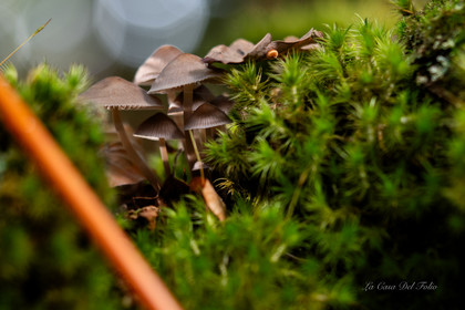 Mushroom