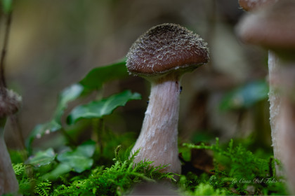 Mushroom