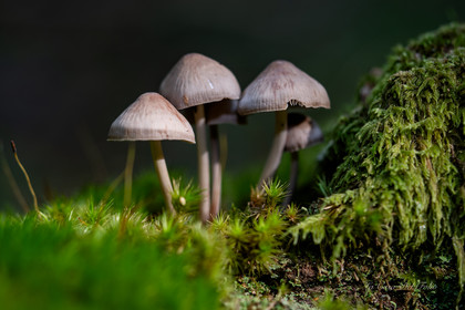 Mushroom