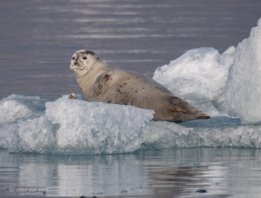 Islande