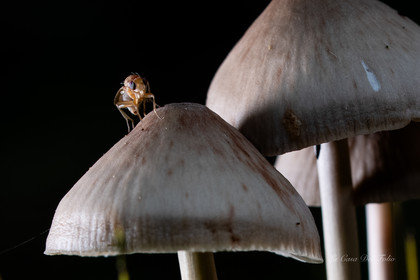 Mushroom