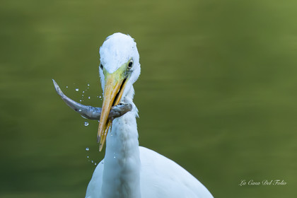 Grande Aigrette