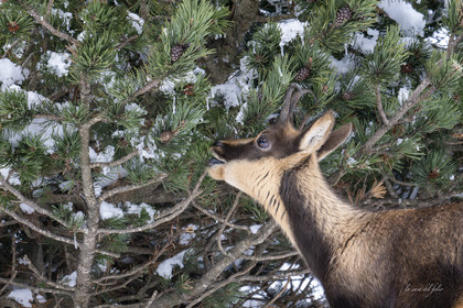 Isard des Pyrénées