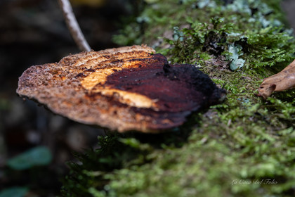 Mushroom