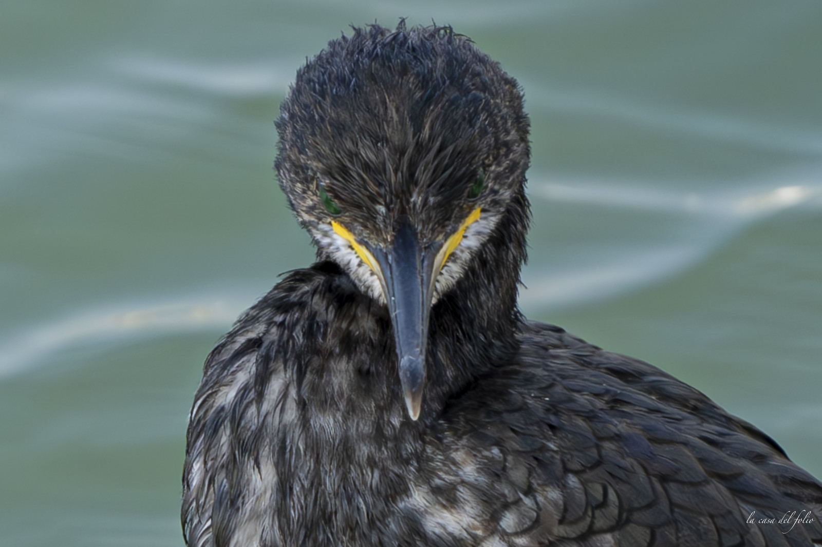 Ptit Cormoran