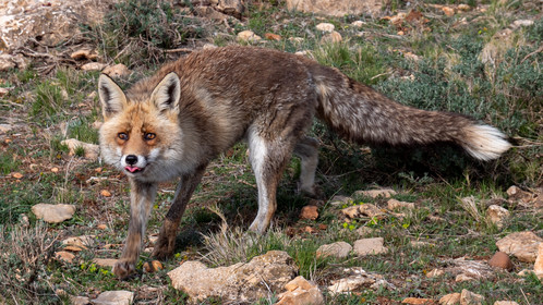 Renard sauvage