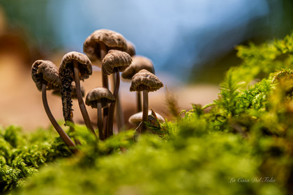 Mushroom