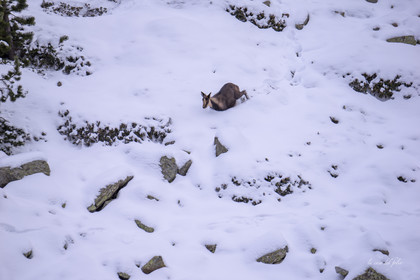 Isard des Pyrénées