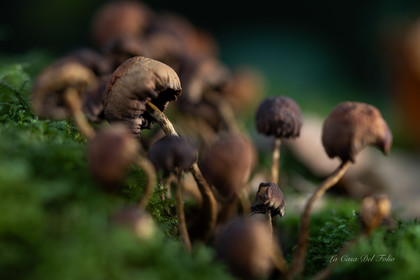 Mushroom