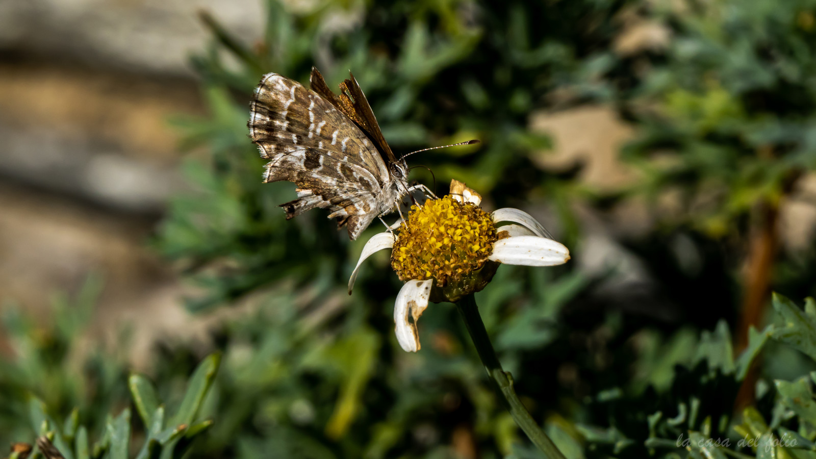 papillon
