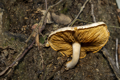 mushroom