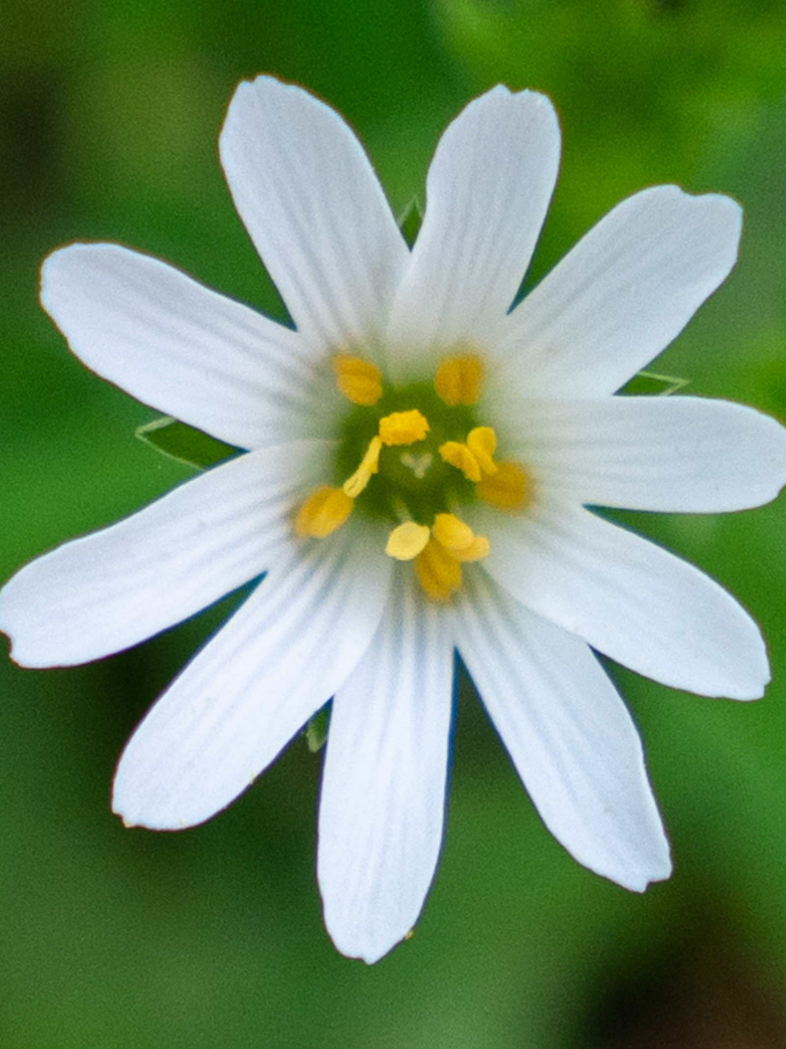 Stellaire holostée