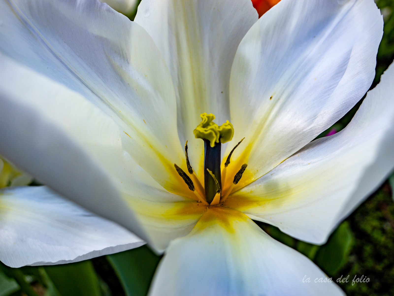 Tulipes des jardins
