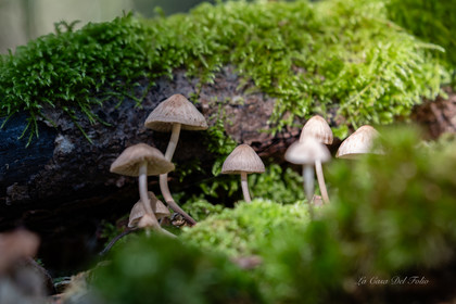 Mushroom