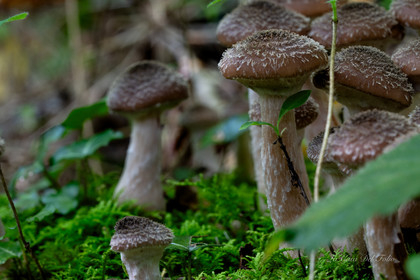 Mushroom