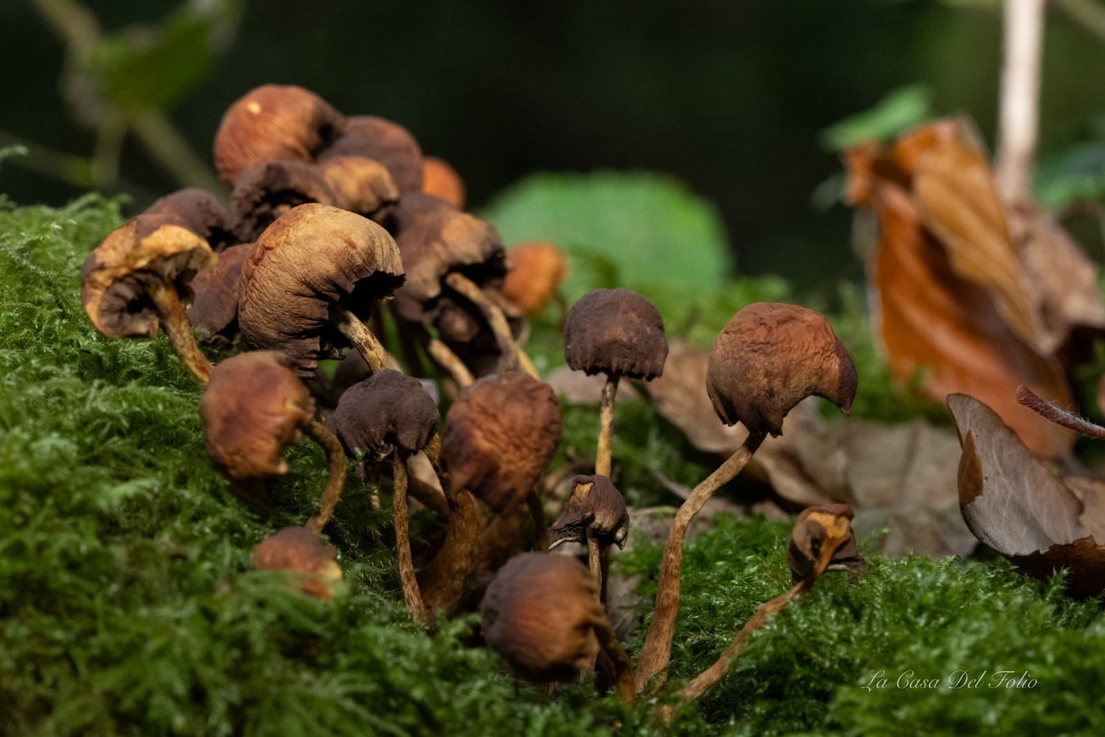 Mushroom