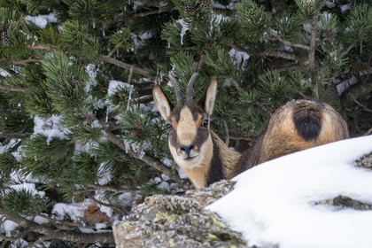 Isard des Pyrénées