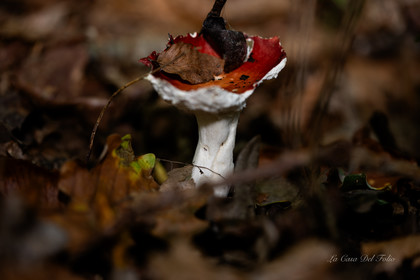 Mushroom