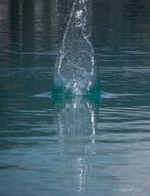 p1482631-2.jpg