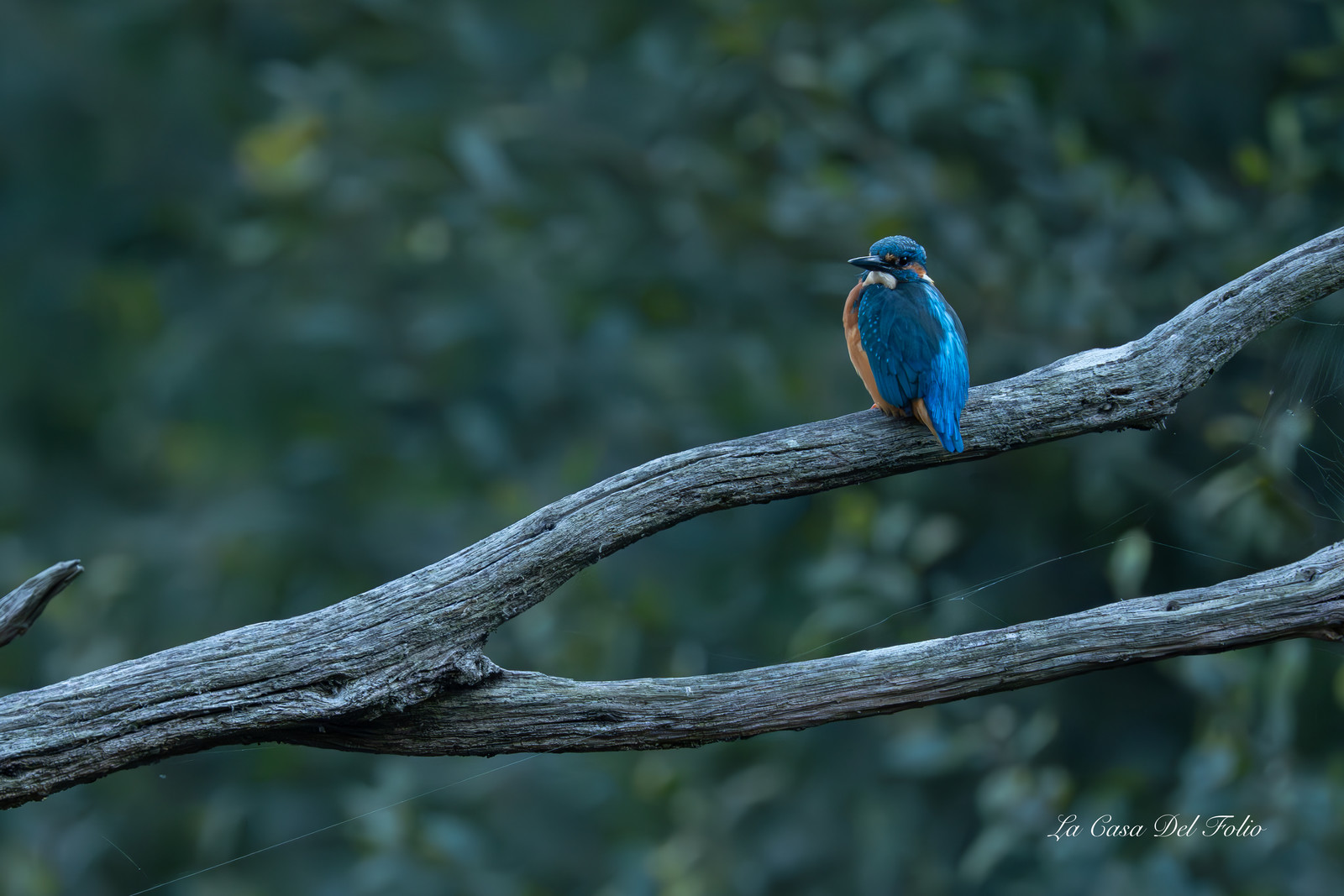 Kingfisher- Le Gesvres