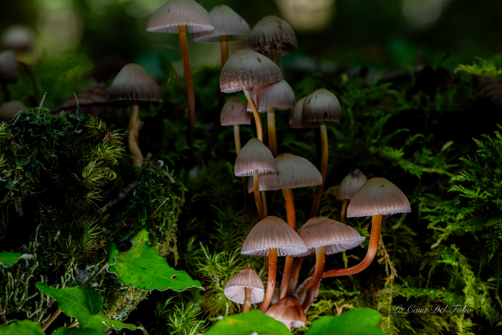 Mushroom