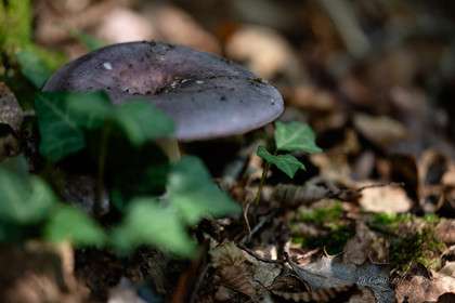 Mushroom