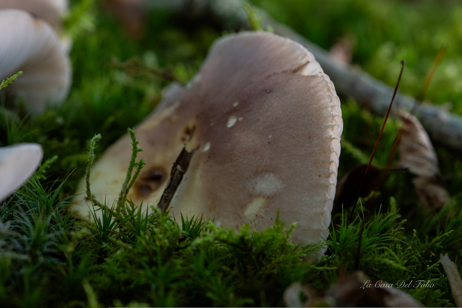 Mushroom