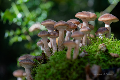 Mushroom