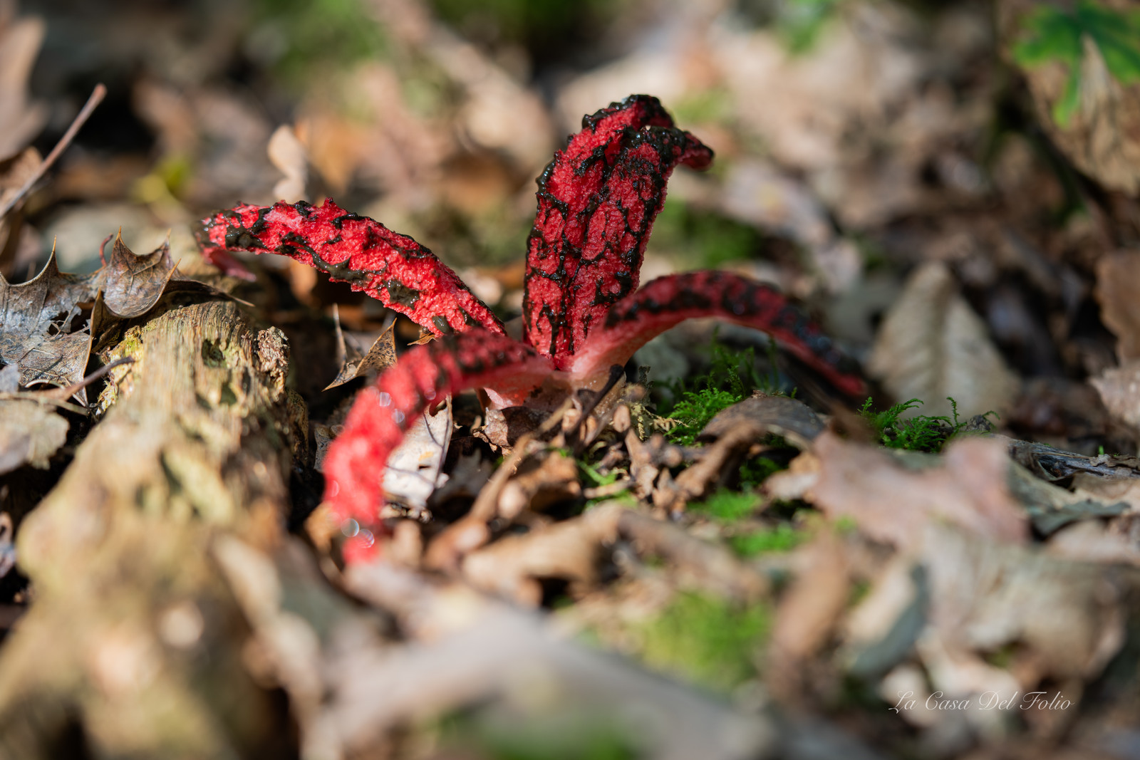 Mushroom