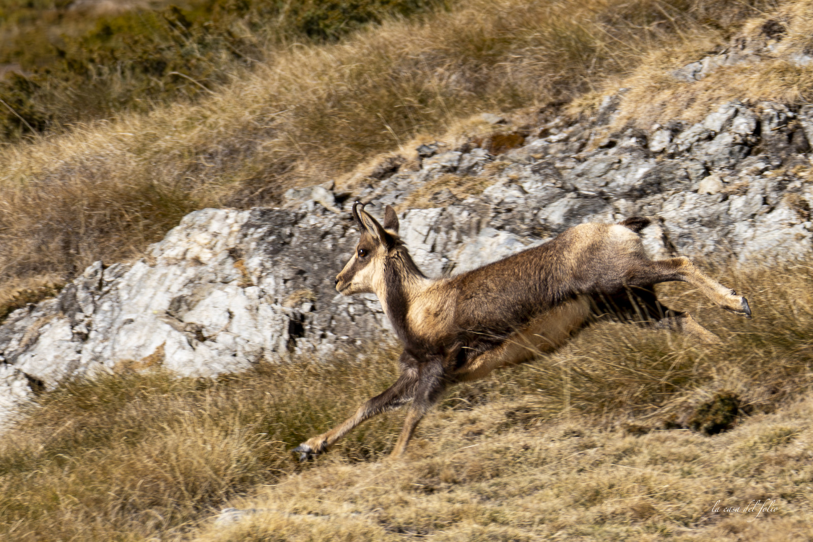 Isard des Pyrénées