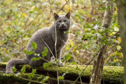 Chat en forêt