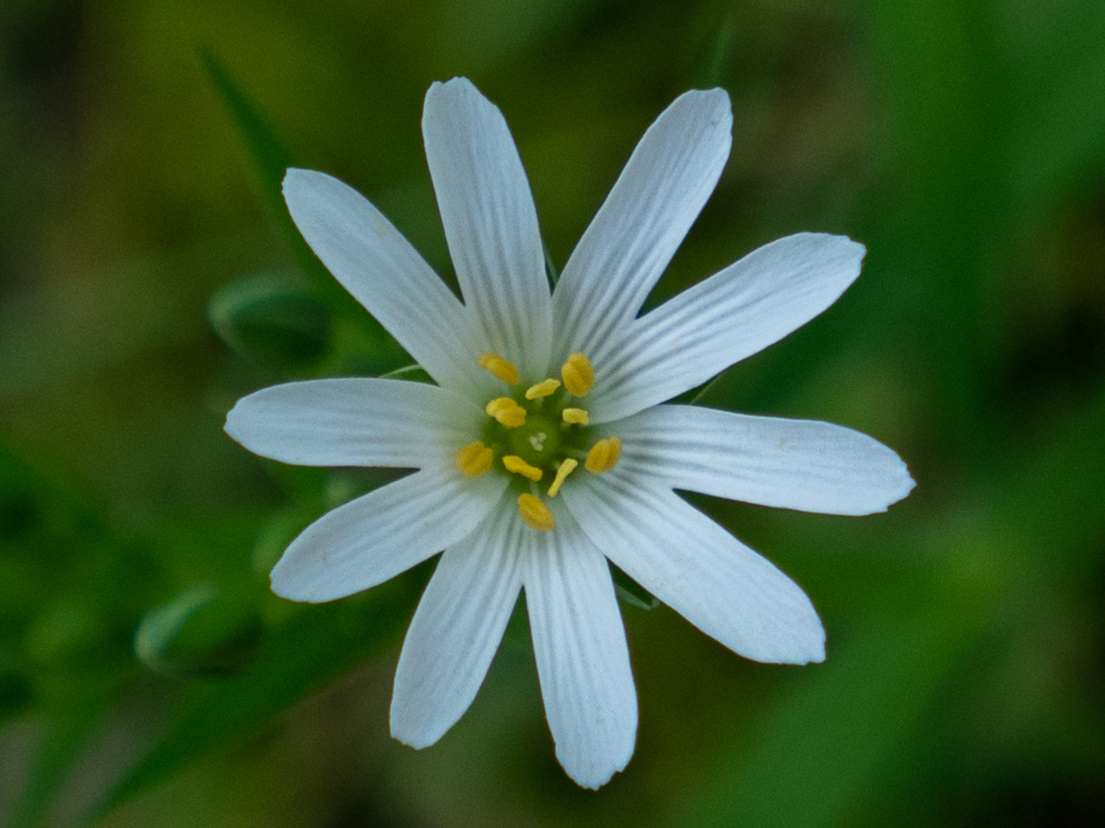 Stellaire holostée