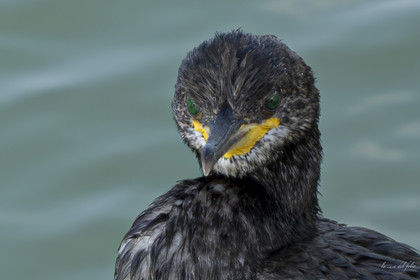 Ptit Cormoran