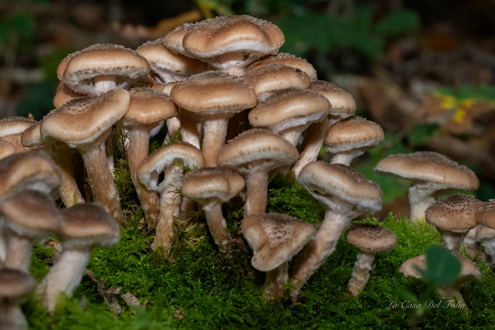 Mushroom