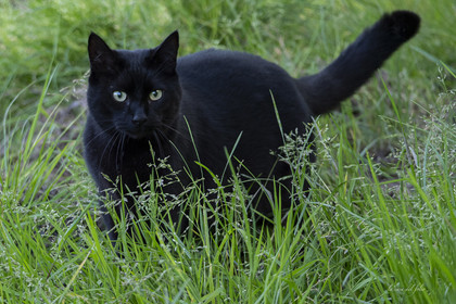 Zazou le chat