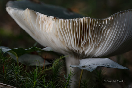 Mushroom