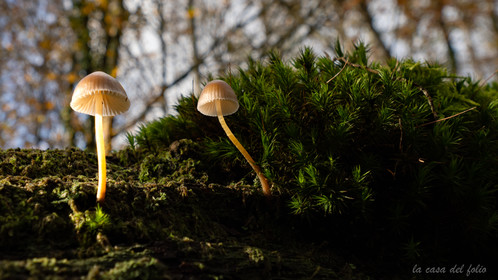 Champignon; Mushroom