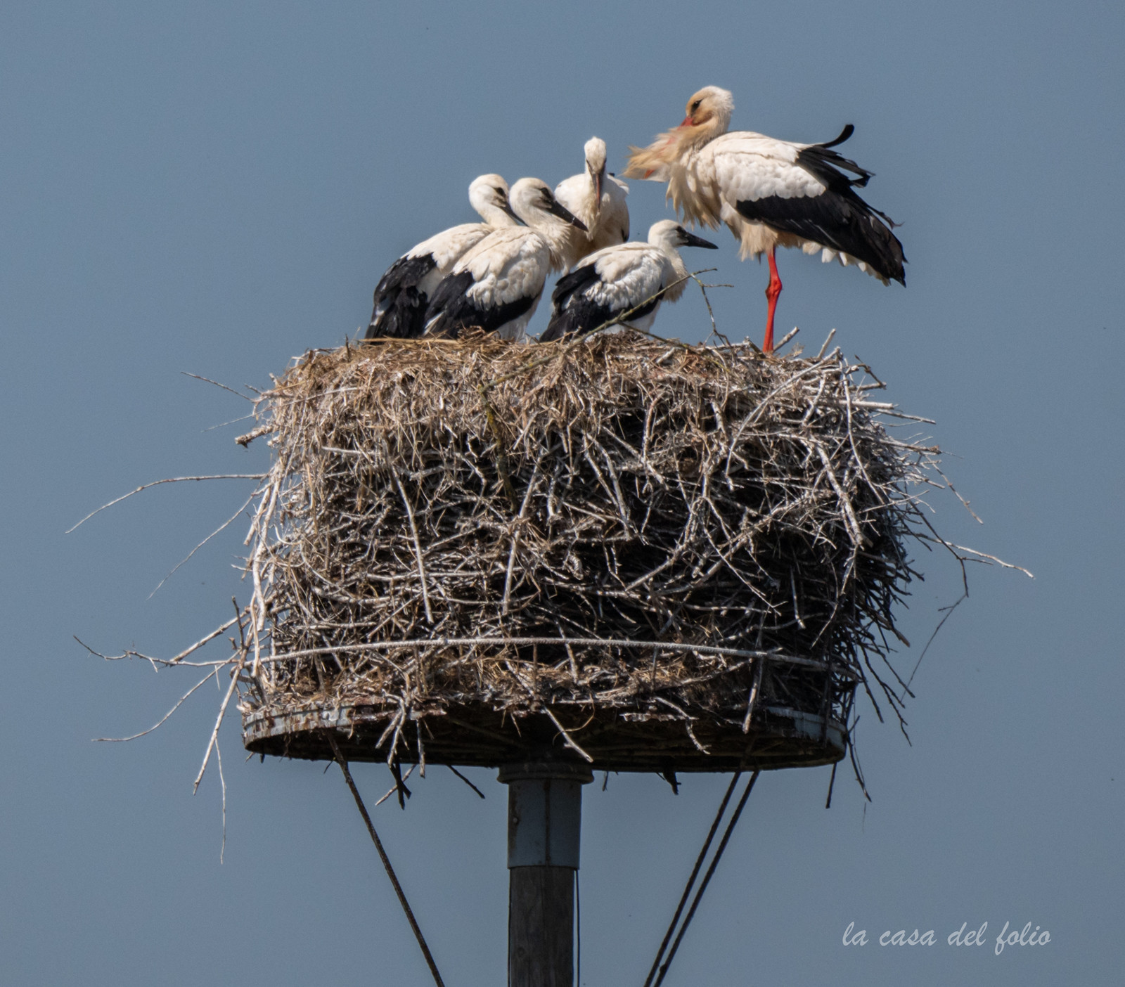 Cigogne