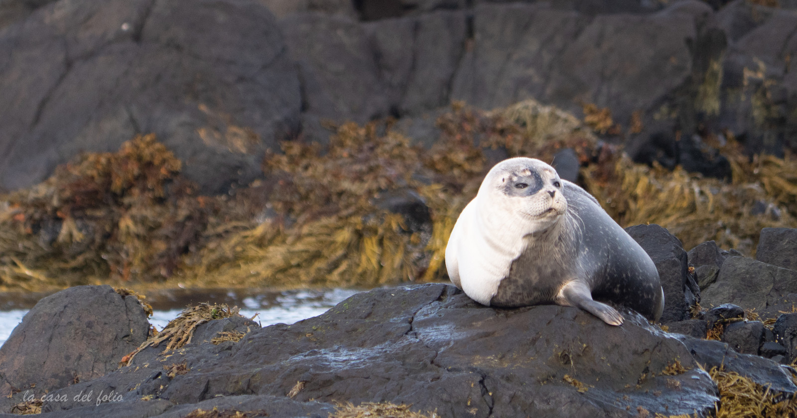 Phoques d'Islande