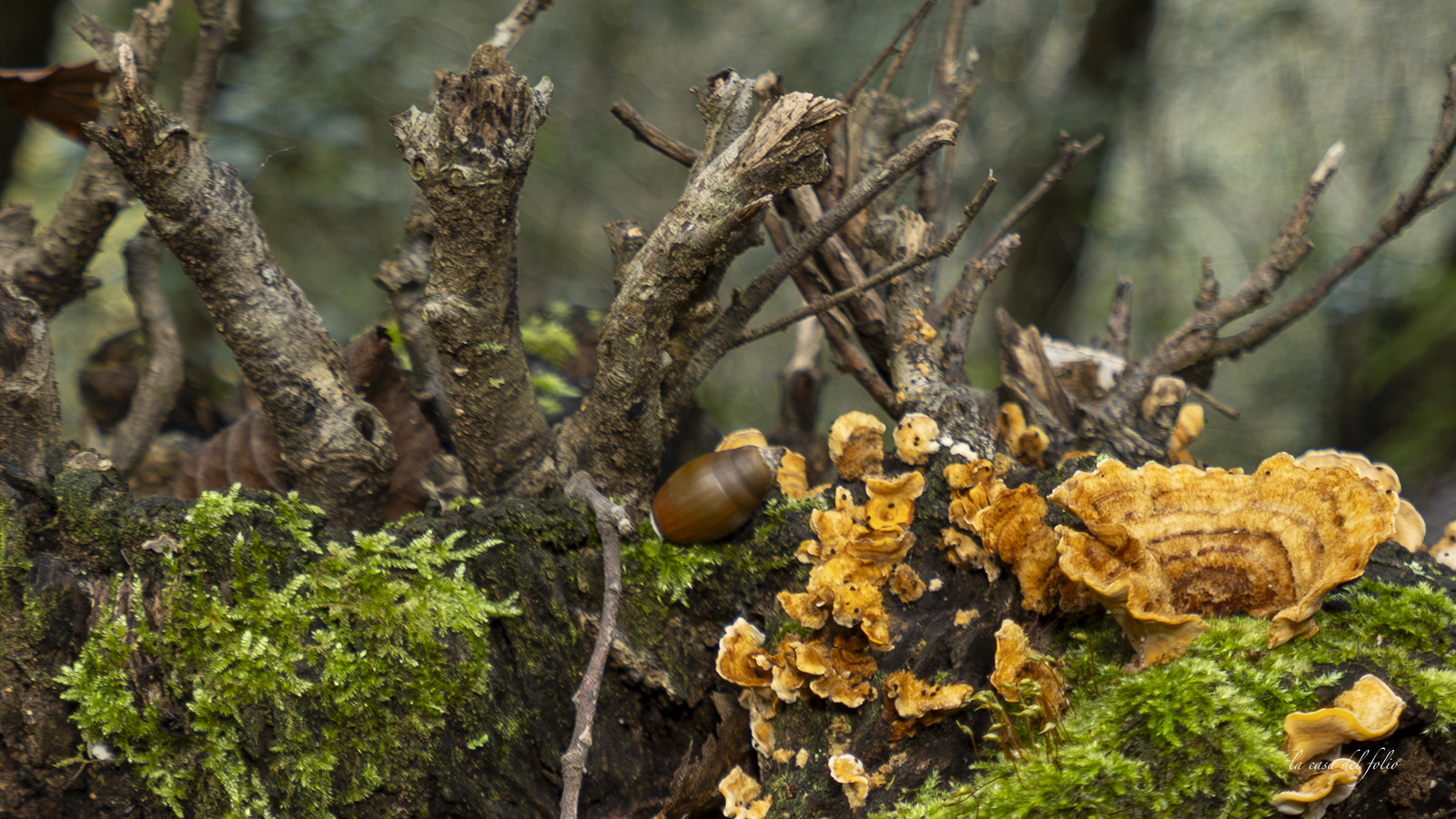 mushroom