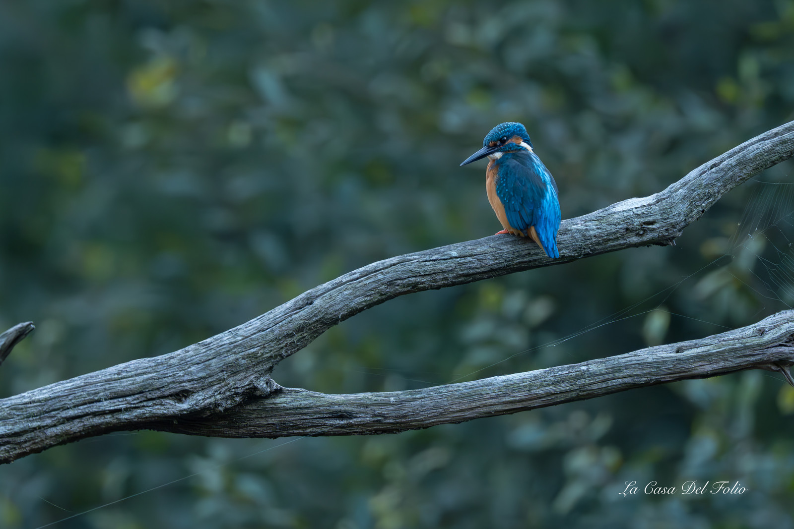 Kingfisher- Le Gesvres