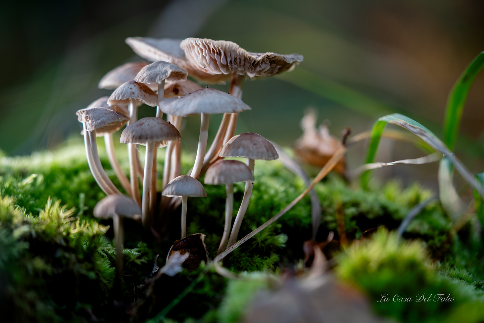 Mushroom