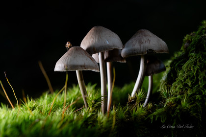 Mushroom
