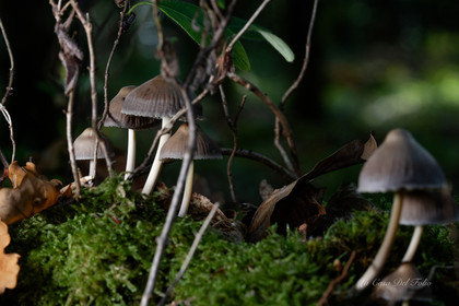 Mushroom