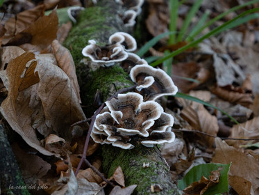 Champignon; Mushroom