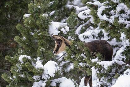 Isard des Pyrénées
