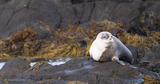 Phoques d'Islande