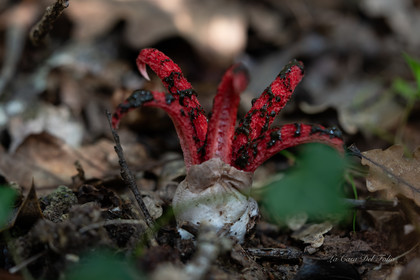 Mushroom
