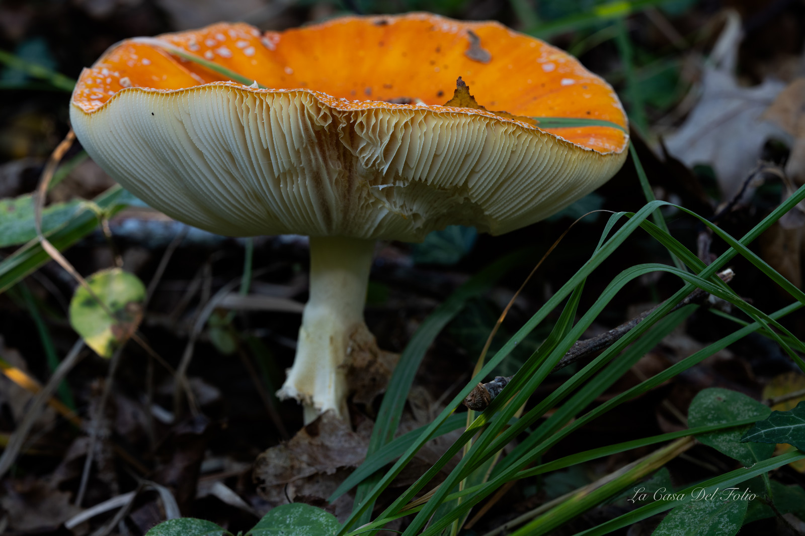 Mushroom